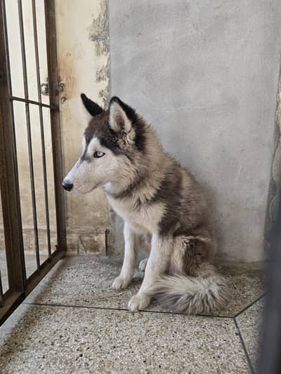 Husky Female