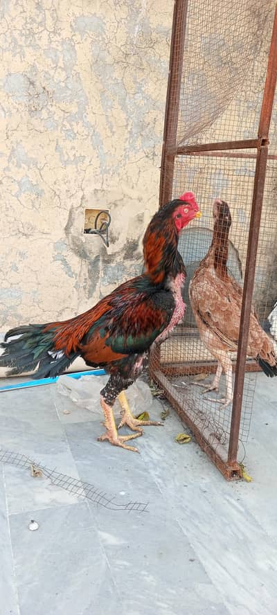 level ka male ha shamoo cross lakha