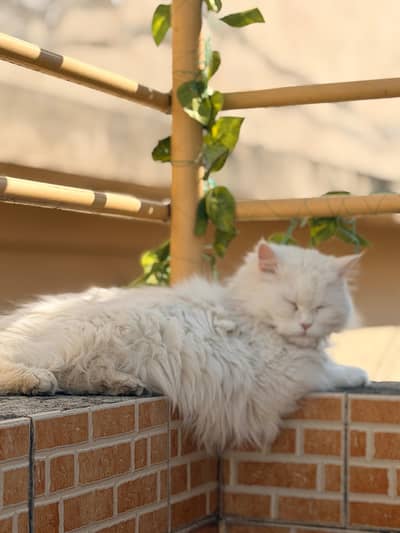 Persian female cat for sale contact number 03318823640