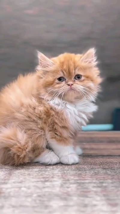 pure pairsian high quality kitten for sale