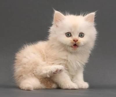 MashAllah Healthy and active |  Breed FlaimPoint  |  Kittens