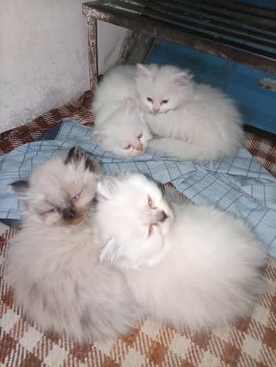 Persian kittens