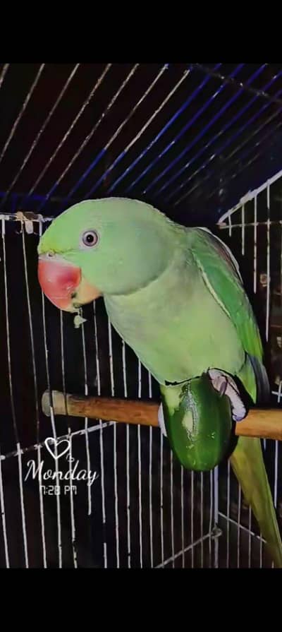 siriyas parchazar hi rabta karay