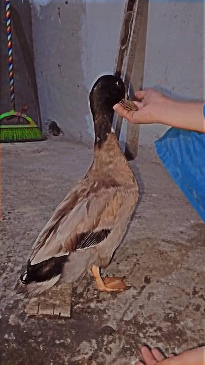 Full Adult Healthy and active Male Duck Ghar Ka  Pela howa ha bredr H