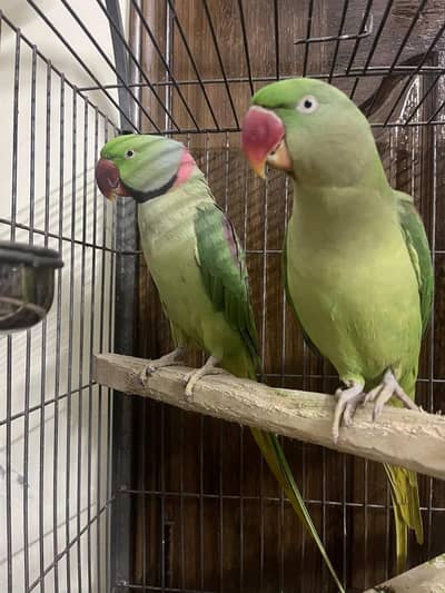 Parrots Pair For Sale ( Pahari Totay )