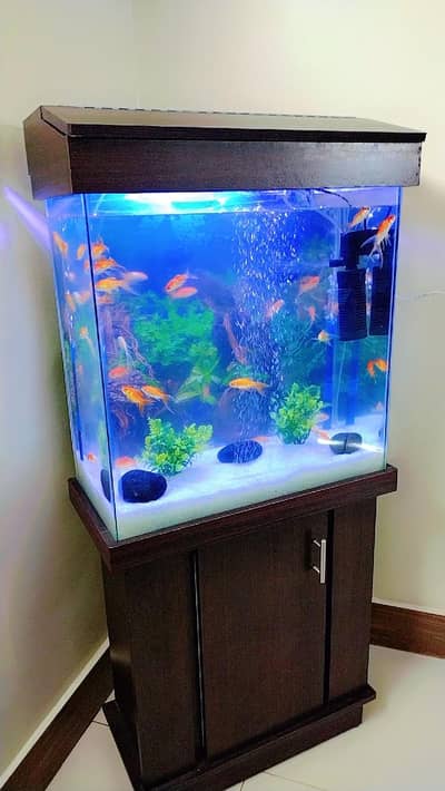 Brand new Aquarium complete setup