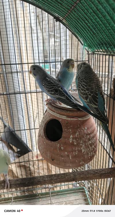 charcoal cocktail,Love bords & Budgies