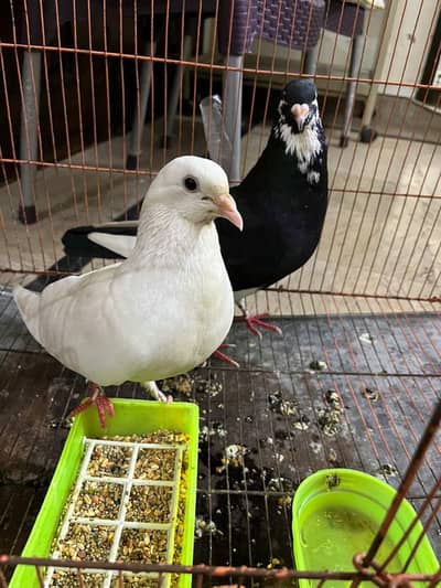 Top Quality Teddy High-Flyer Pigeon Pair