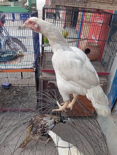 paper white heeri madi