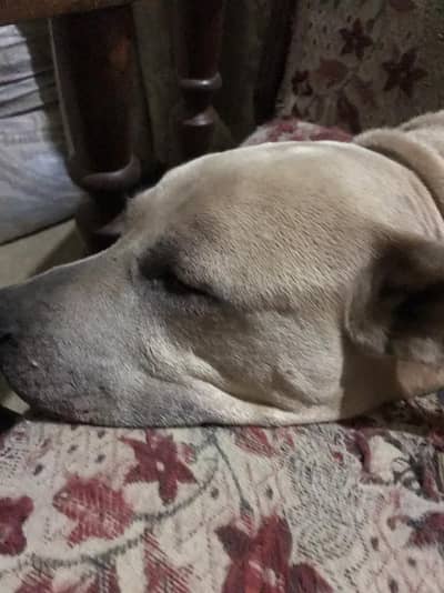 pitbull female golden