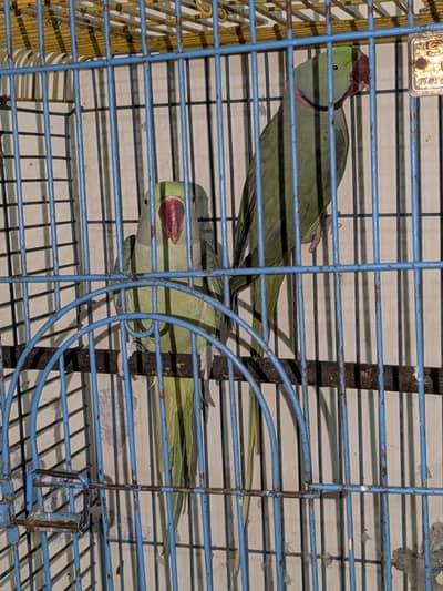 Raw Beautiful Wild Breeder Pair