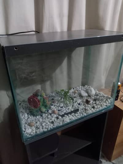 2ft Fish Aquarium