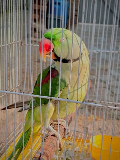 raw hand team 03404273256 watsap