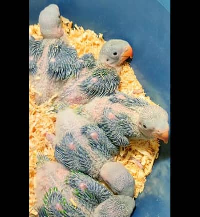 Kashmir Raw Baby    half Covered