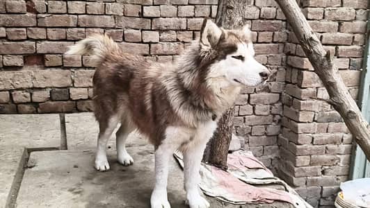 Germen Shepherd Breeder Male Urgent For Sale