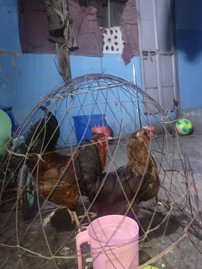 murgi anda dati hai dono ki price 3500