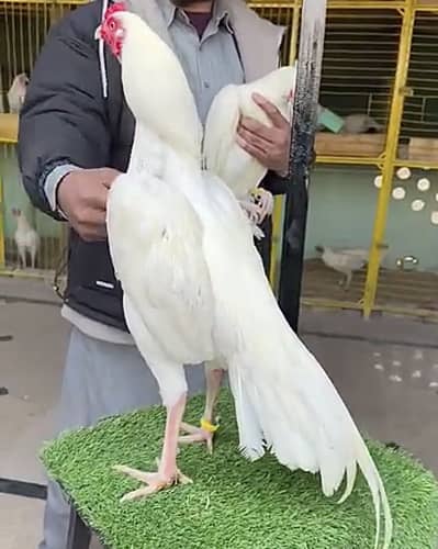 HeeraAseel03041979402