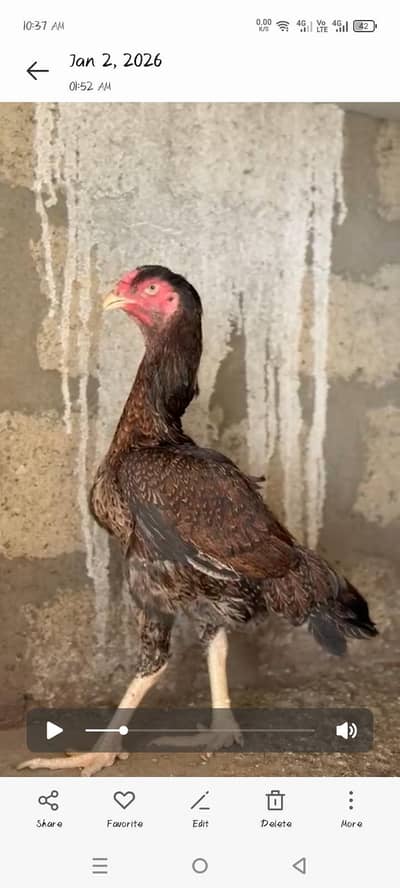 Aseel shamo madi for sale