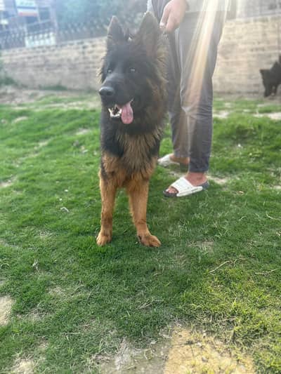 German shepherd  longcoat 03213544959