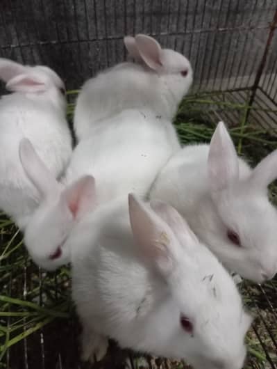 Rabbits bunnies for sale