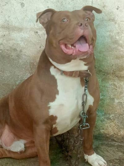 American Pitbull
