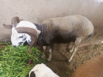 MAARRKHOR OR TURKEY KE CROSS