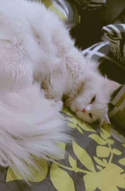 Persian White Cate