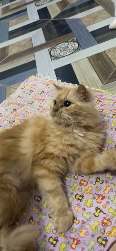 Spay female need caring family