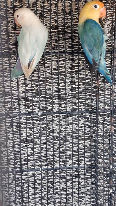 Love birds
