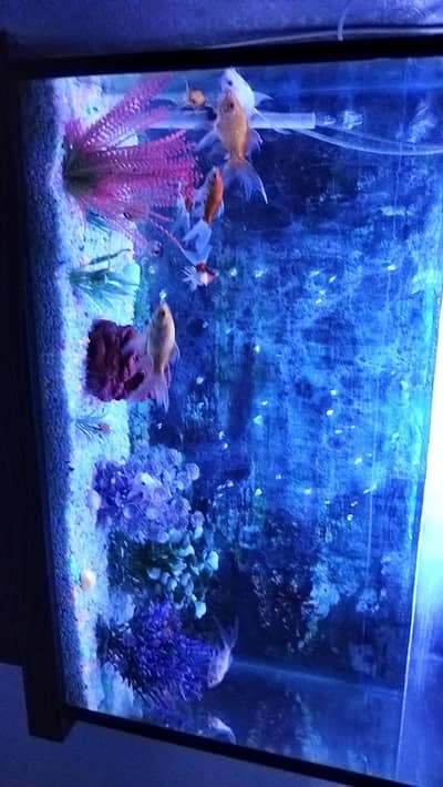aquarium