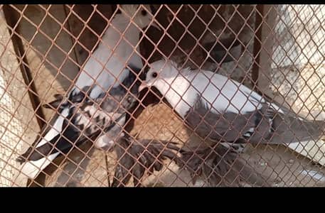 Swallow female breeder/Red danish chicks/white frill back pathy/black