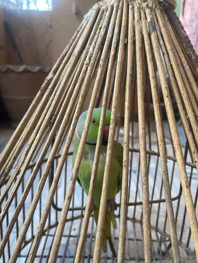Talking Ringneck Parrot for Sale – Active & Entertaining