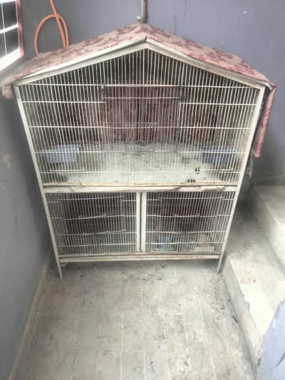 Raw parrot female face to face talking