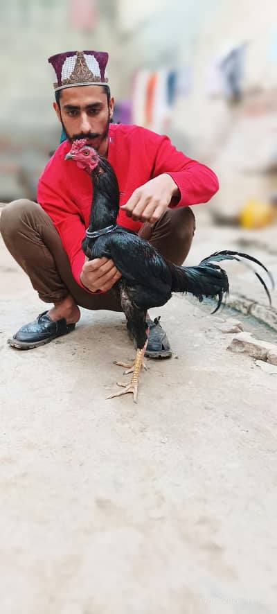 pyor Thai pkoya available neck locker