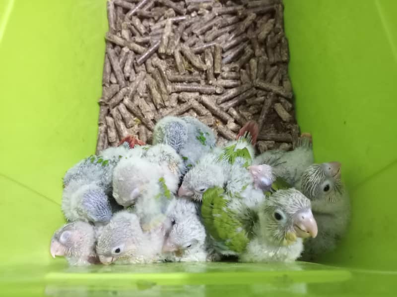 pineapple conure chicks 0