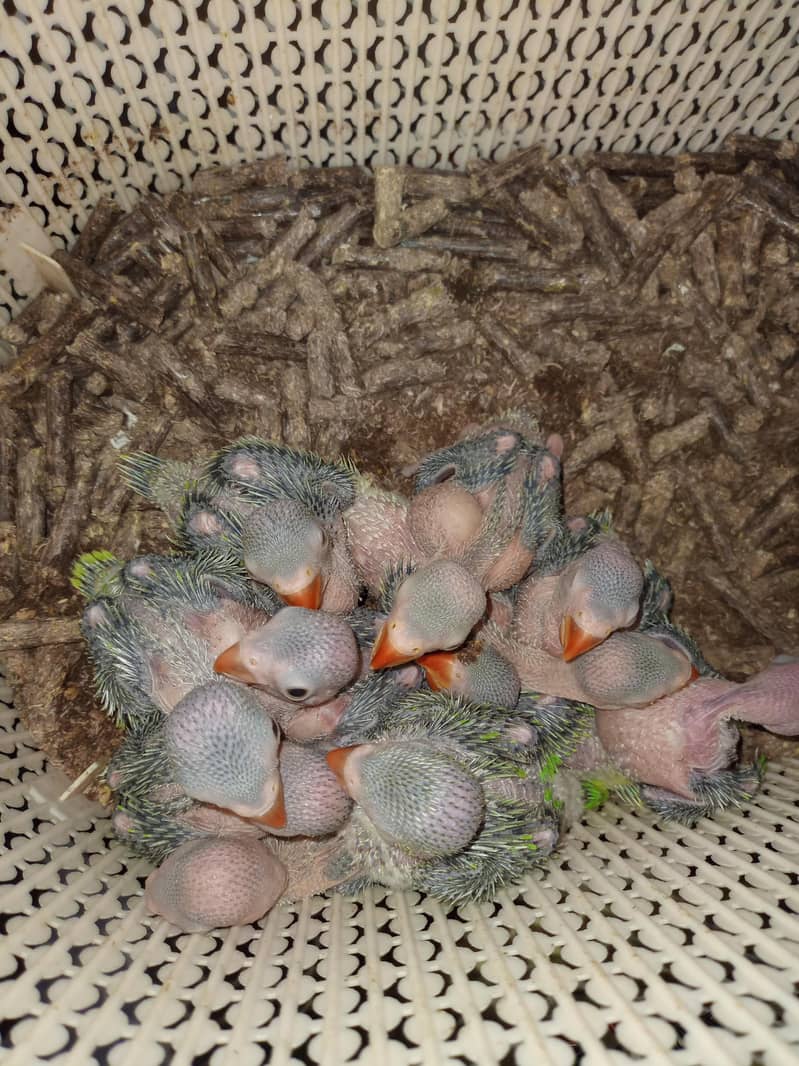 pineapple conure chicks 1