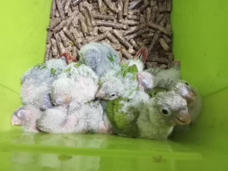 pineapple conure chicks 2