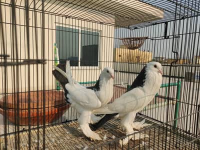 breeder Pouter Pair