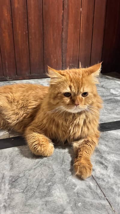 Pure Persian Ginger Cat with Full Accessories