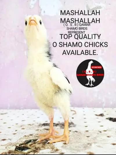 KING SIZE O SHAMO CHICKS AND EGGS AVAILABLE.