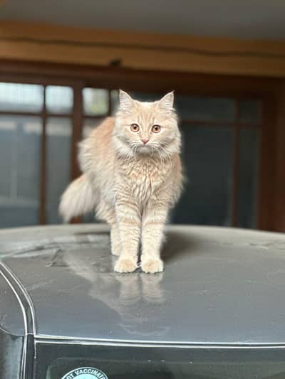 persian double coat cat