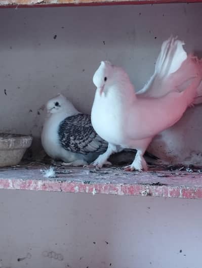 English fantail and German Tie for sale with chicks