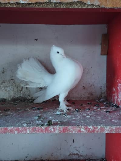 English fantail and German Tie bloodline for sale