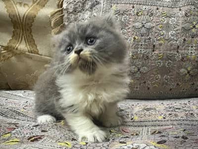 PERSIAN KITTEN