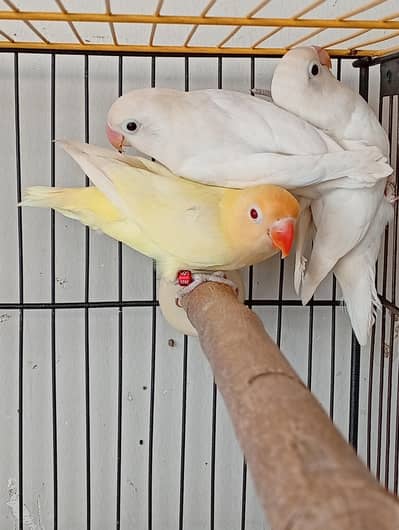 Pathe Breeder Pair Lovebird cremino decino albino green opline red eye
