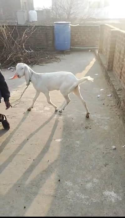 pure rakhanpuri tail