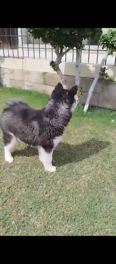 Siberian Husky