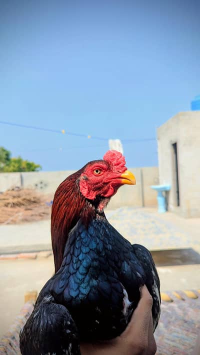 Mashallah  Khobsurat Parot Face Patha Cargo All Pak