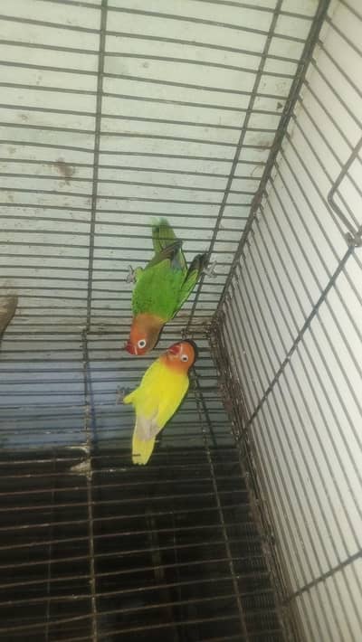 Urgent love birds for sale