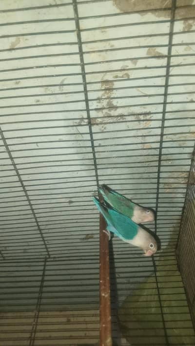 Urgent love birds for sale